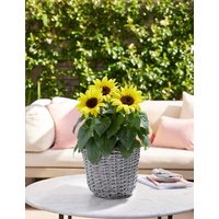 Summer Sunflower Patio Basket