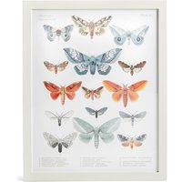 American Lepidoptera Wall Art