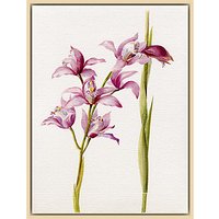 Royal Horticultural Society, Lillian Snelling - Cymbidium Alexanderi Gx - Natural Ash Framed Canvas