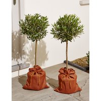 Pair Of Olive Trees