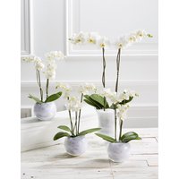 Pure Celebration Orchid Collection