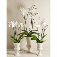 Ivory Celebration Orchid Collection