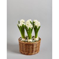 Hyacinth Bulb Basket