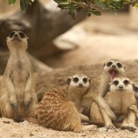 Red Letter Days - Meet The Meerkats For Two