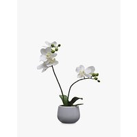 House By John Lewis Artificial Orchid, White, Small