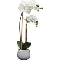 House By John Lewis Artificial Orchid, White, Large
