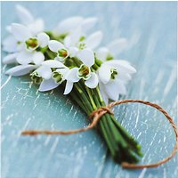 Paper House Snowdrops Sympathy Card