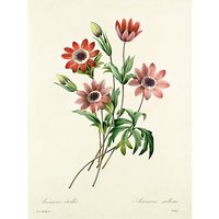 Royal Horticultural Society, Pierre Joseph Celestin Redouté - Anémone étoilée