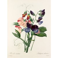 Royal Horticultural Society, Pierre Joseph Celestin Redouté - Plate 113