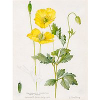 Royal Horticultural Society, Lillian Snelling - Meconopsis Cambrica (Welsh Poppy)