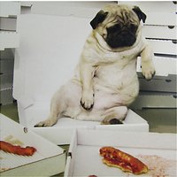 Paper Rose Pizza Pug Greeting Card