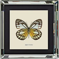 Brookpace, Entomology Collection - Appias Cardena Framed Print, 46 X 46cm