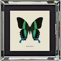 Brookpace, Entomology Collection - Papilio Blumei Framed Print, 46 X 46cm