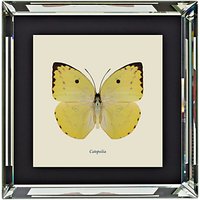 Brookpace, Entomology Collection - Catopsilia Framed Print, 46 X 46cm