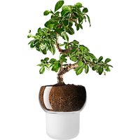 Eva Solo Orchid And Bonsai Self Watering Pot, Frosted