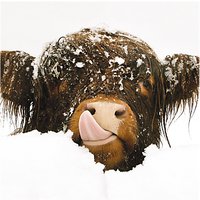 Almanac Snow Cow Charity Christmas Cards, Pack Of 6