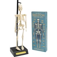 Rex International Anotmical Skeleton