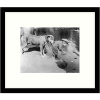 Getty Images Gallery - Helpful Dog 1923 Framed Print, 57 X 49cm
