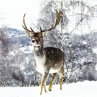 Ling Designs Deer In Winter Christmas Card