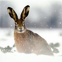 Ling Designs European Hare Christmas Card
