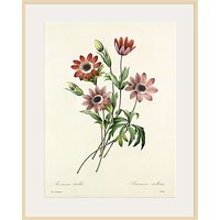 Royal Horticultural Society, Pierre Joseph Celestin Redouté - Anémone étoilée - Natural Ash Framed Print