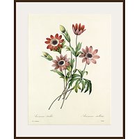 Royal Horticultural Society, Pierre Joseph Celestin Redouté - Anémone étoilée - Dark Brown Framed Print