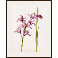 Royal Horticultural Society, Lillian Snelling - Cymbidium Alexanderi Gx - Dark Brown Framed Print