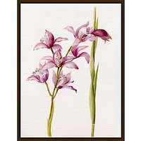 Royal Horticultural Society, Lillian Snelling - Cymbidium Alexanderi Gx - Dark Brown Framed Canvas