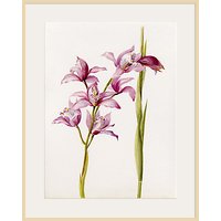 Royal Horticultural Society, Lillian Snelling - Cymbidium Alexanderi Gx - Natural Ash Framed Print