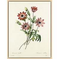 Royal Horticultural Society, Pierre Joseph Celestin Redouté - Anémone étoilée - Natural Ash Framed Canvas