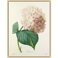 Royal Horticultural Society, Pierre Joseph Celestin Redouté - Hortensia - Natural Ash Framed Canvas