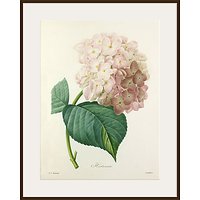 Royal Horticultural Society, Pierre Joseph Celestin Redouté - Hortensia - Dark Brown Framed Print