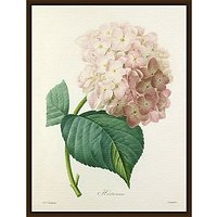 Royal Horticultural Society, Pierre Joseph Celestin Redouté - Hortensia - Dark Brown Framed Canvas