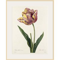 Royal Horticultural Society, Pierre Joseph Celestin Redouté - Plate 142 - Natural Ash Framed Print