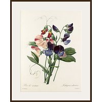 Royal Horticultural Society, Pierre Joseph Celestin Redouté - Plate 113 - Dark Brown Framed Print