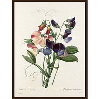 Royal Horticultural Society, Pierre Joseph Celestin Redouté - Plate 113 - Dark Brown Framed Canvas