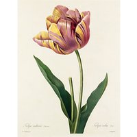 Royal Horticultural Society, Pierre Joseph Celestin Redouté - Plate 142 - Stretched Canvas