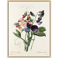 Royal Horticultural Society, Pierre Joseph Celestin Redouté - Plate 113 - Natural Ash Framed Canvas