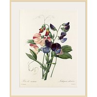 Royal Horticultural Society, Pierre Joseph Celestin Redouté - Plate 113 - Natural Ash Framed Print