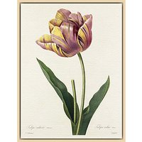 Royal Horticultural Society, Pierre Joseph Celestin Redouté - Plate 142 - Natural Ash Framed Canvas