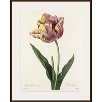 Royal Horticultural Society, Pierre Joseph Celestin Redouté - Plate 142 - Dark Brown Framed Print