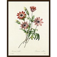 Royal Horticultural Society, Pierre Joseph Celestin Redouté - Anémone étoilée - Dark Brown Framed Canvas
