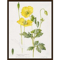 Royal Horticultural Society, Lillian Snelling - Meconopsis Cambrica (Welsh Poppy) - Dark Brown Framed Canvas