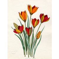 Royal Horticultural Society, John Paul Wellington Furse - T. Whittallii, T. Hageri - Stretched Canvas