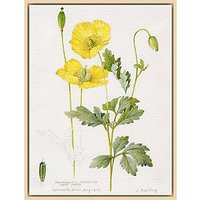 Royal Horticultural Society, Lillian Snelling - Meconopsis Cambrica (Welsh Poppy) - Natural Ash Framed Canvas