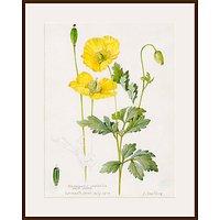 Royal Horticultural Society, Lillian Snelling - Meconopsis Cambrica (Welsh Poppy) - Dark Brown Framed Print