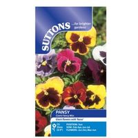 Suttons Pansy Seeds Giant Fancy Mix