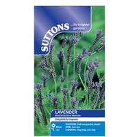 Suttons Lavender Seeds Multifida Blue Wonder Mix